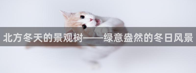 登录新宝gg游戏:北方冬天的景观树——绿意盎然的冬日风景